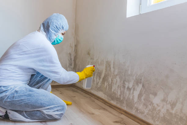 Licensed Commercial Mold Remediation service in Fairview, TX - 24 Hour Mold Removal