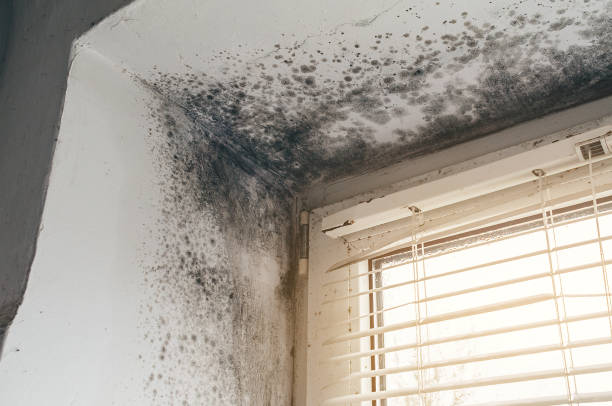 Affordable Commercial Mold Remediation solutions in Fairview, TX